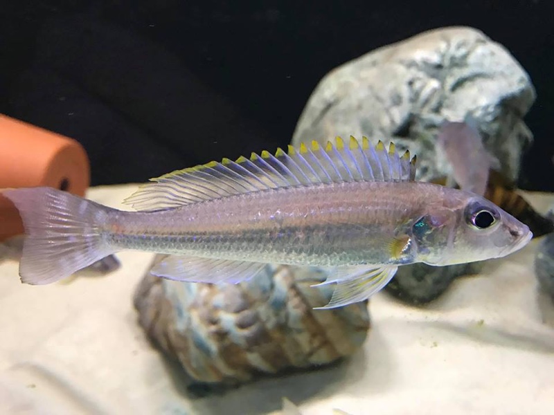 Reganochromis calliurus 'Chituta Bay'